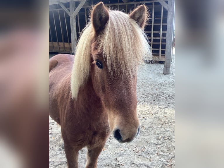 Pony Islandese Castrone 11 Anni 140 cm Sauro in Linz