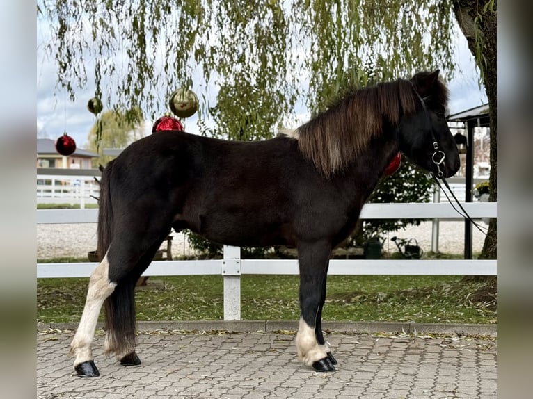 Pony Islandese Castrone 11 Anni 141 cm Pezzato in Lochen am See