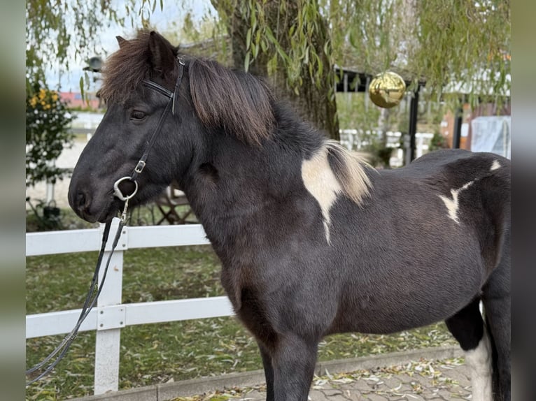 Pony Islandese Castrone 11 Anni 141 cm Pezzato in Lochen am See