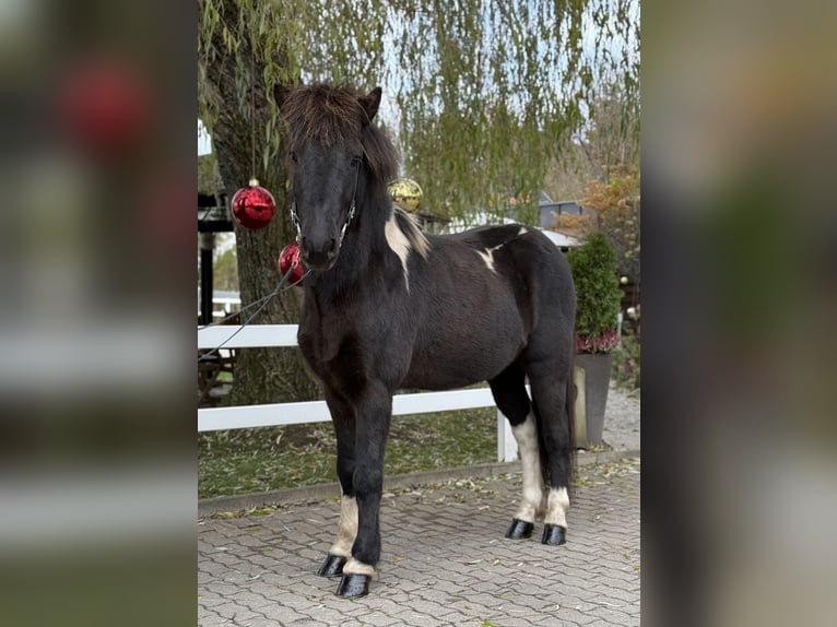 Pony Islandese Castrone 11 Anni 141 cm Pezzato in Lochen am See