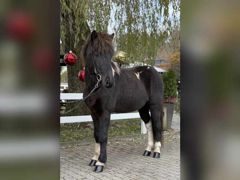 Pony Islandese Castrone 11 Anni 141 cm Pezzato in Lochen am See