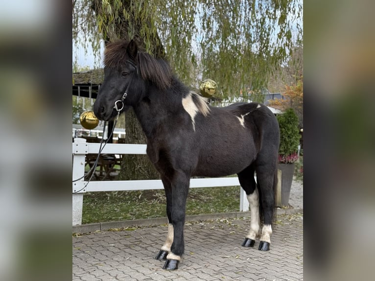 Pony Islandese Castrone 11 Anni 141 cm Pezzato in Lochen am See