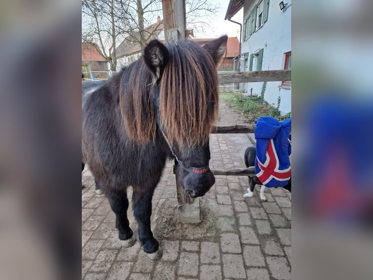 Pony Islandese Castrone 11 Anni 142 cm Morello in Landsberg am Lech