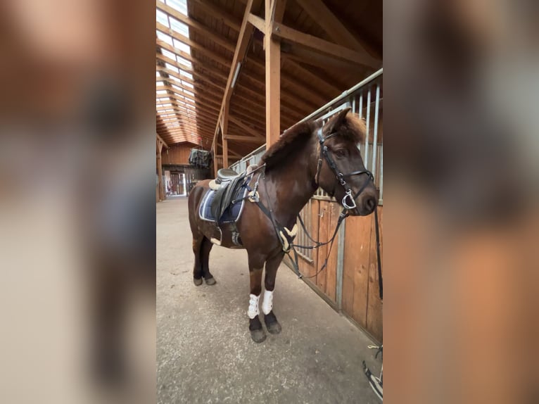 Pony Islandese Castrone 11 Anni 145 cm Baio in Weilheim in OberbayernWeilheim