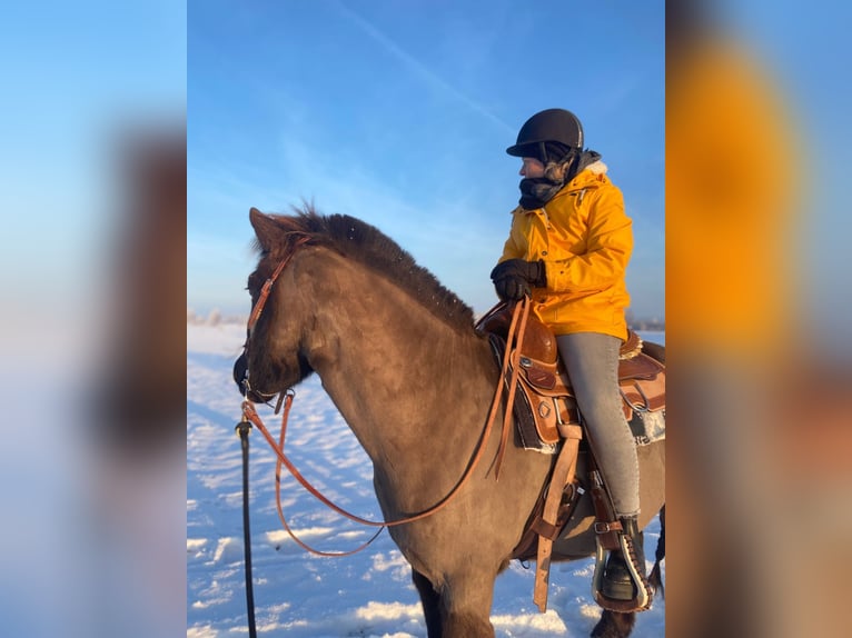 Pony Islandese Castrone 11 Anni 145 cm Grigio ferro in Weilheim in Oberbayern