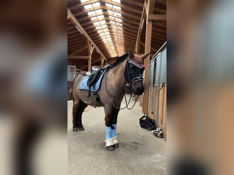 Pony Islandese Castrone 11 Anni 145 cm Grigio ferro in Weilheim in Oberbayern