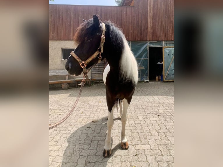 Pony Islandese Castrone 11 Anni 145 cm Pezzato in Osterfingen