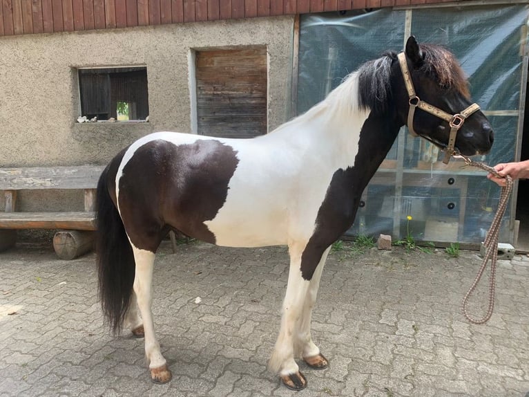 Pony Islandese Castrone 11 Anni 145 cm Pezzato in Osterfingen