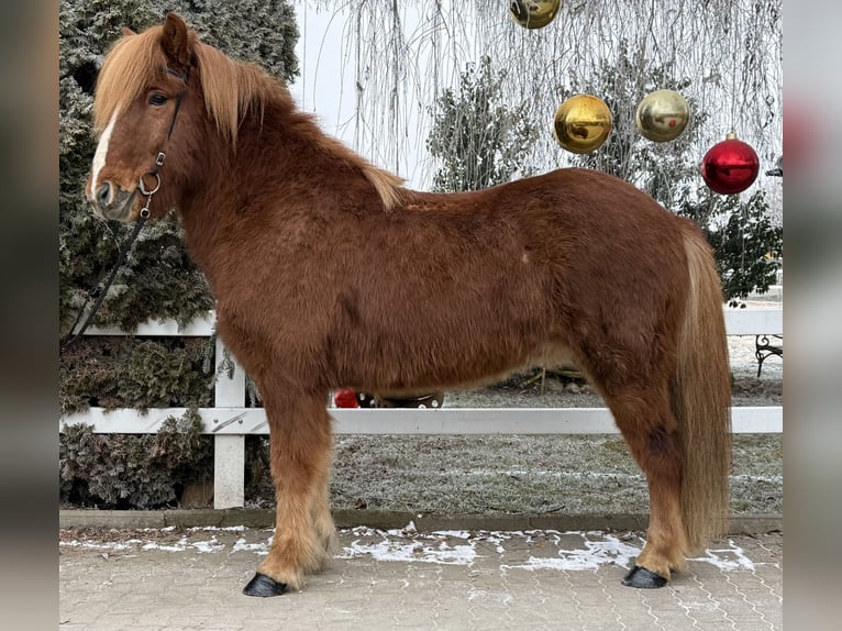 Pony Islandese Castrone 11 Anni 145 cm Sauro in Lochen am See