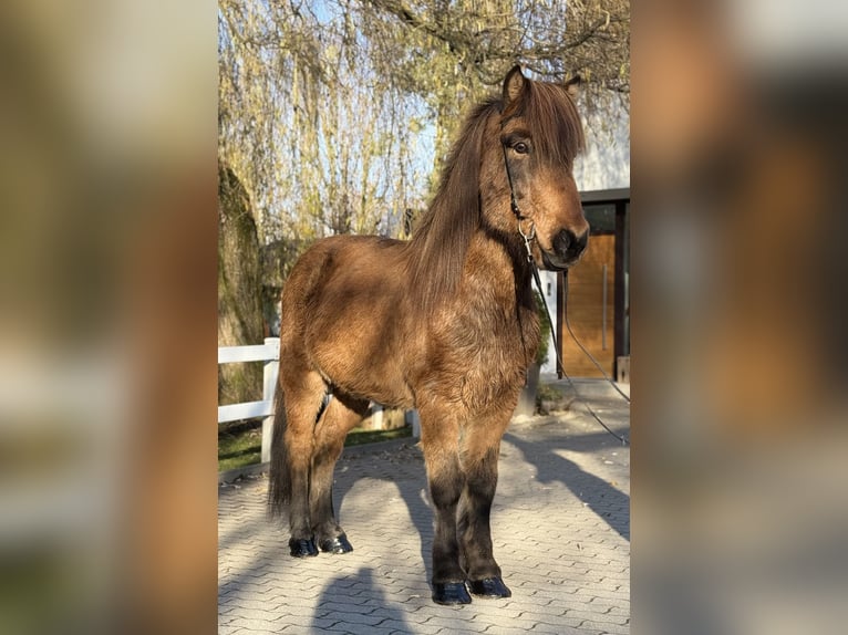 Pony Islandese Castrone 11 Anni 146 cm Baio in Lochen am See