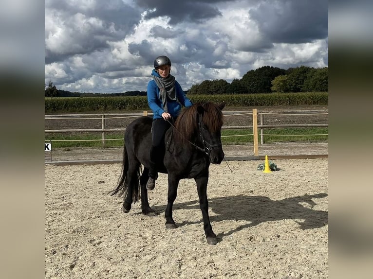 Pony Islandese Castrone 11 Anni 146 cm Morello in Stöckse