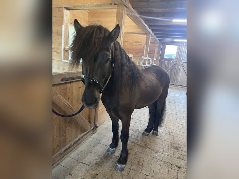 Pony Islandese Castrone 11 Anni 148 cm Morello in Kiefersfelden