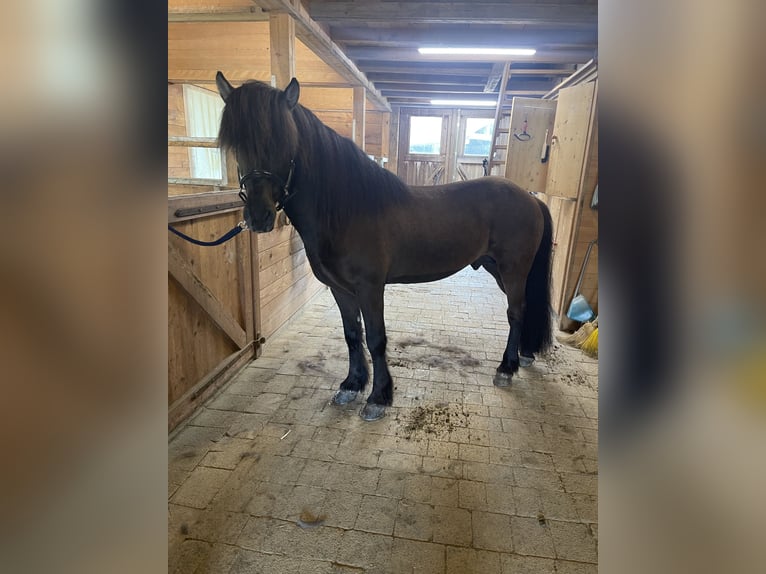 Pony Islandese Castrone 11 Anni 148 cm Morello in Kiefersfelden