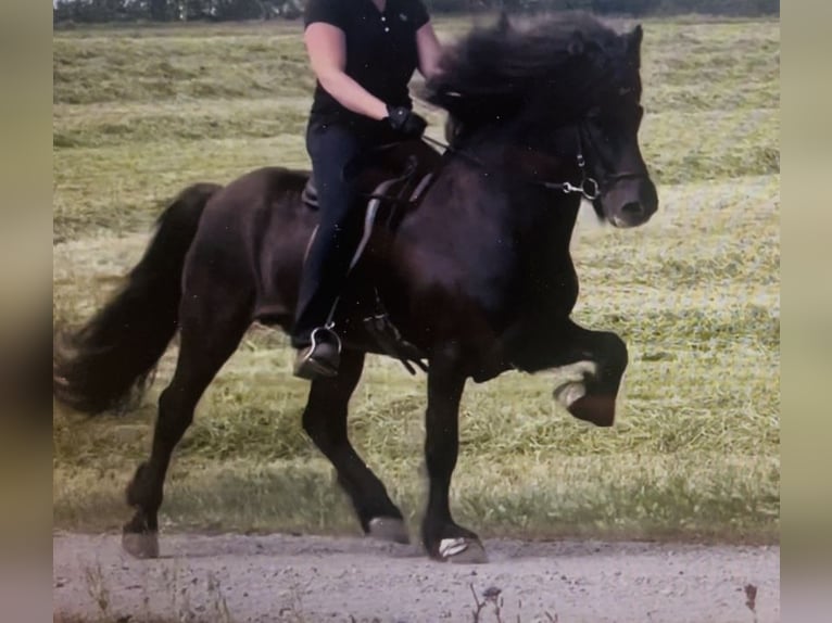 Pony Islandese Castrone 11 Anni 148 cm Morello in Kiefersfelden