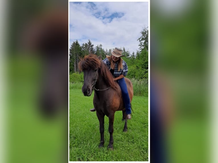 Pony Islandese Castrone 11 Anni 150 cm Baio nero in Börtlingen