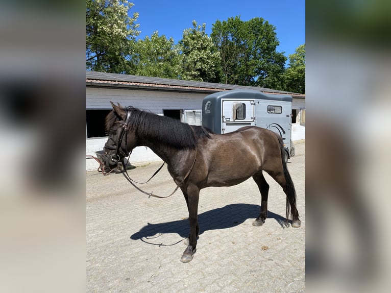 Pony Islandese Mix Castrone 11 Anni 151 cm Baio scuro in Winsen (Aller)