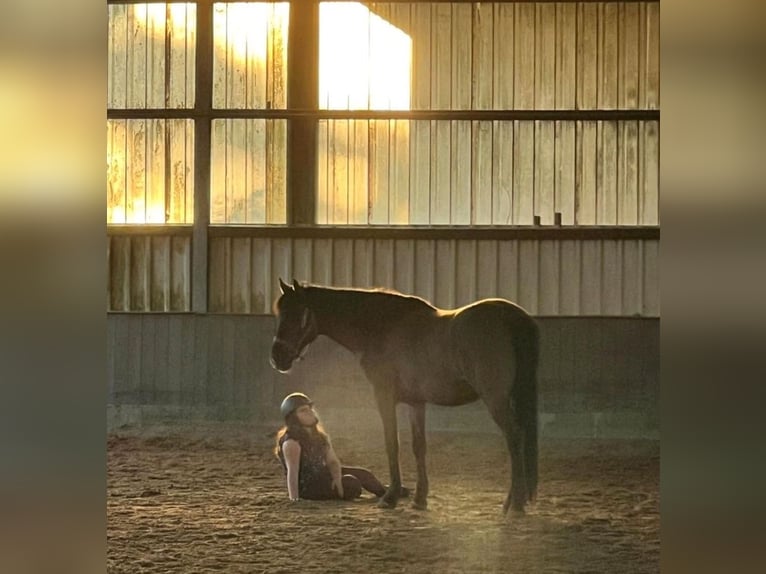 Pony Islandese Mix Castrone 11 Anni 151 cm Morello in Bergen
