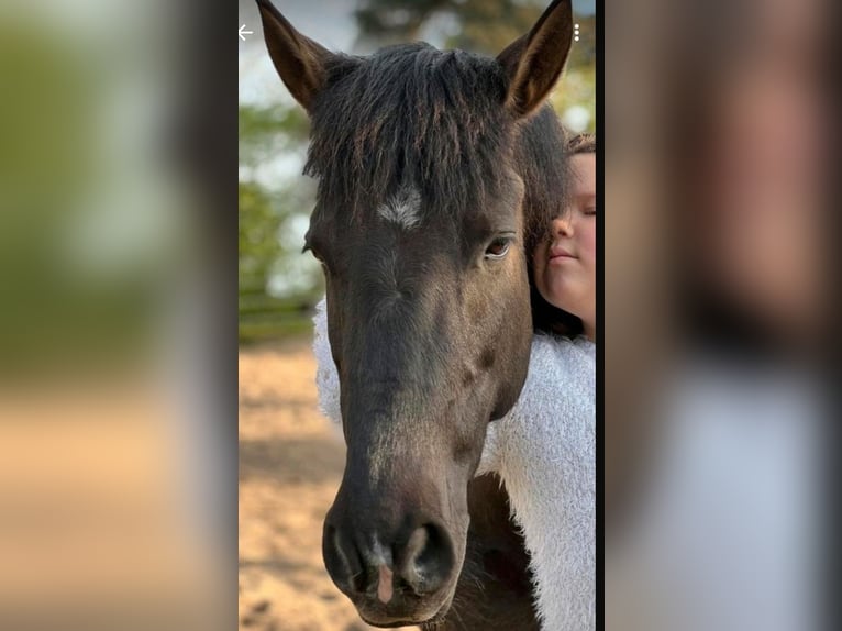 Pony Islandese Mix Castrone 11 Anni 151 cm Morello in Bergen