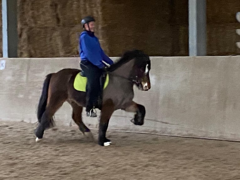Pony Islandese Castrone 12 Anni 135 cm Baio in Zwingenberg