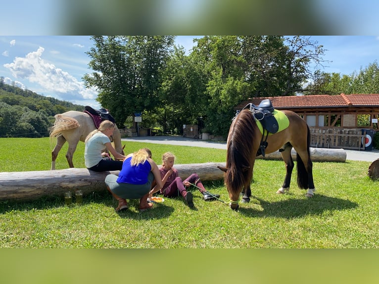 Pony Islandese Castrone 12 Anni 135 cm Baio in Zwingenberg