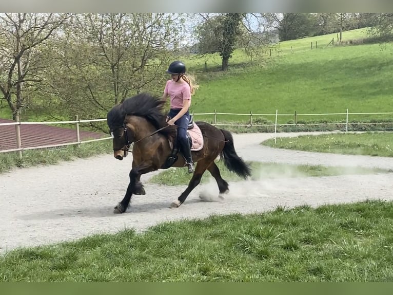 Pony Islandese Castrone 12 Anni 135 cm Baio in Zwingenberg