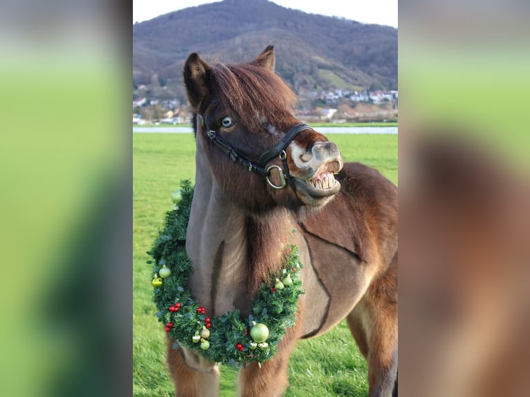 Pony Islandese Castrone 12 Anni 135 cm Baio in Zwingenberg