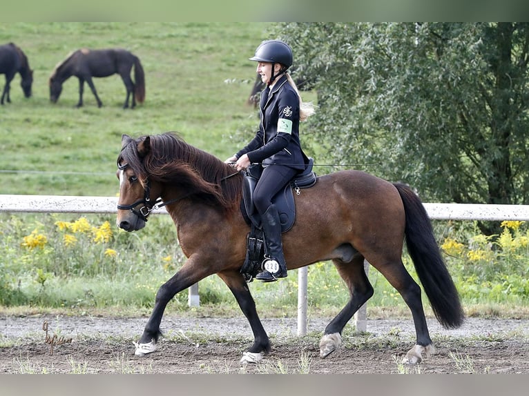 Pony Islandese Castrone 12 Anni 135 cm Baio in Zwingenberg