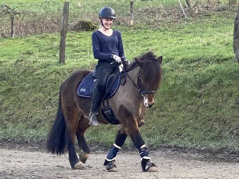 Pony Islandese Castrone 12 Anni 135 cm Baio in Zwingenberg