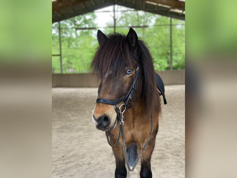 Pony Islandese Castrone 12 Anni 135 cm Baio in Zwingenberg