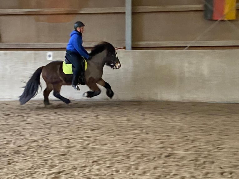 Pony Islandese Castrone 12 Anni 135 cm Baio in Zwingenberg