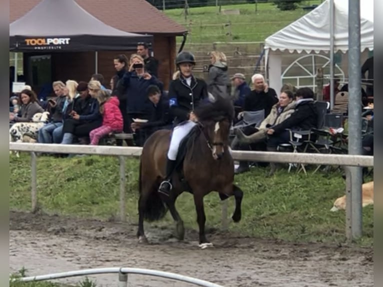 Pony Islandese Castrone 12 Anni 135 cm Baio in Zwingenberg
