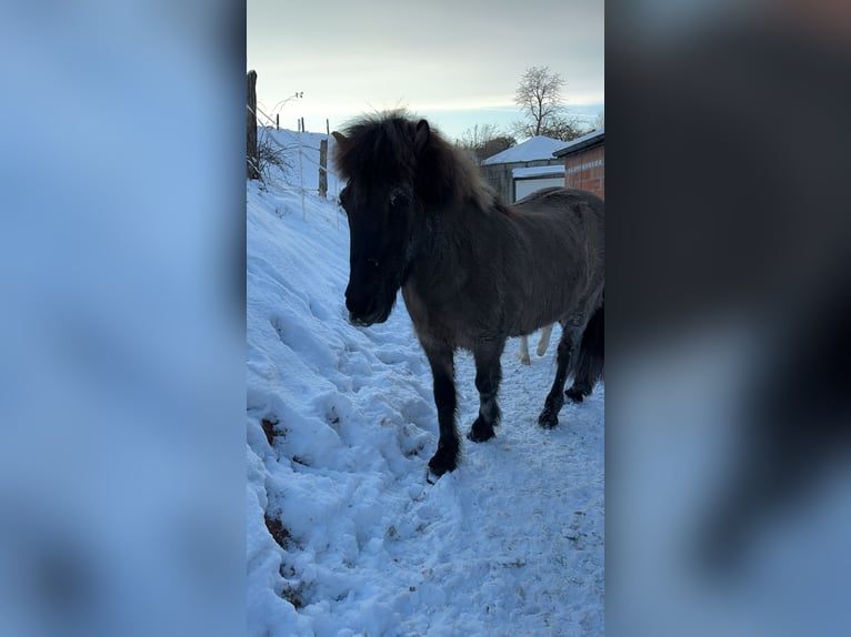 Pony Islandese Castrone 12 Anni 135 cm in Eschwege