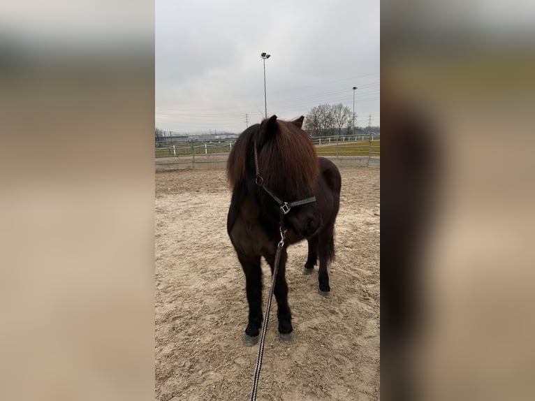 Pony Islandese Castrone 12 Anni 135 cm  in Gretzenbach