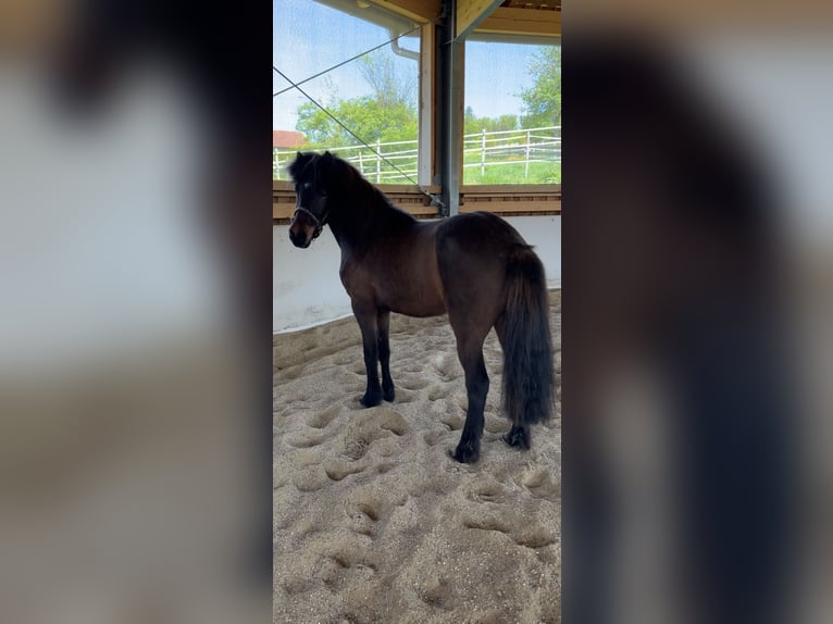 Pony Islandese Castrone 12 Anni 136 cm Baio in Salzburg