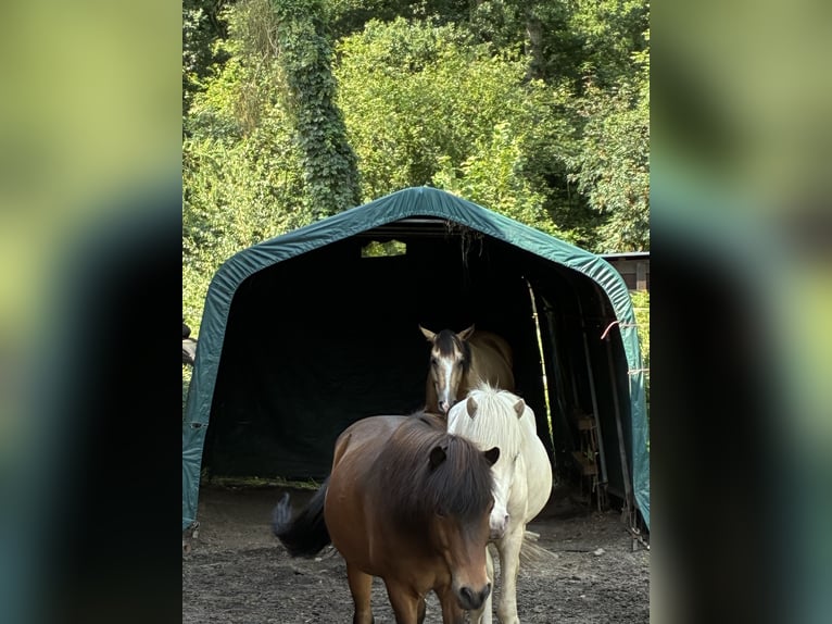 Pony Islandese Castrone 12 Anni 136 cm Baio in Hohne