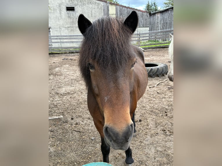 Pony Islandese Castrone 12 Anni 136 cm Baio in Hohne
