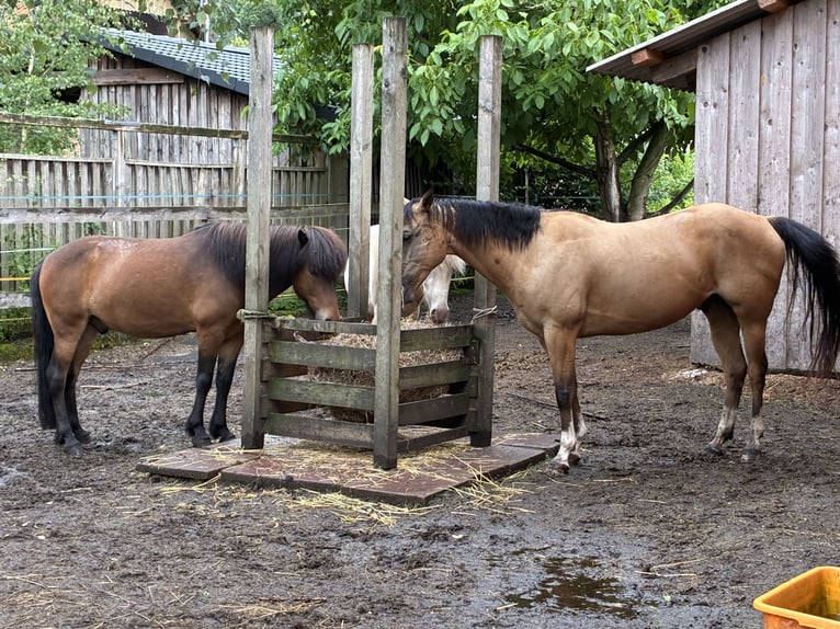 Pony Islandese Castrone 12 Anni 136 cm Baio in Hohne