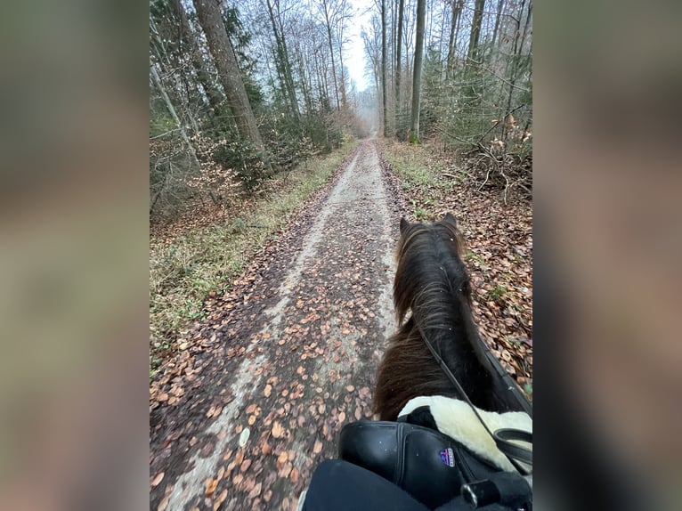 Pony Islandese Castrone 12 Anni 136 cm Baio nero in Egestorf