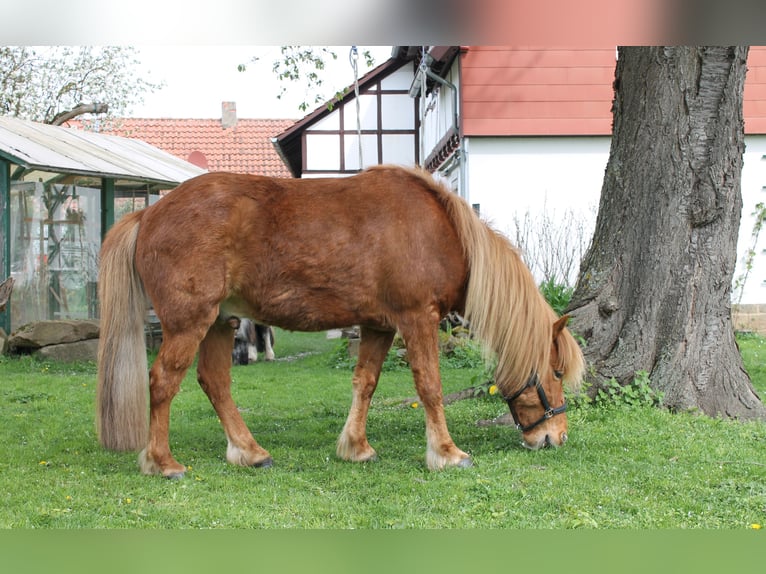 Pony Islandese Castrone 12 Anni 136 cm Sauro in Bad Arolsen
