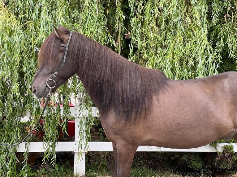 Pony Islandese Castrone 12 Anni 137 cm in Lochen am See