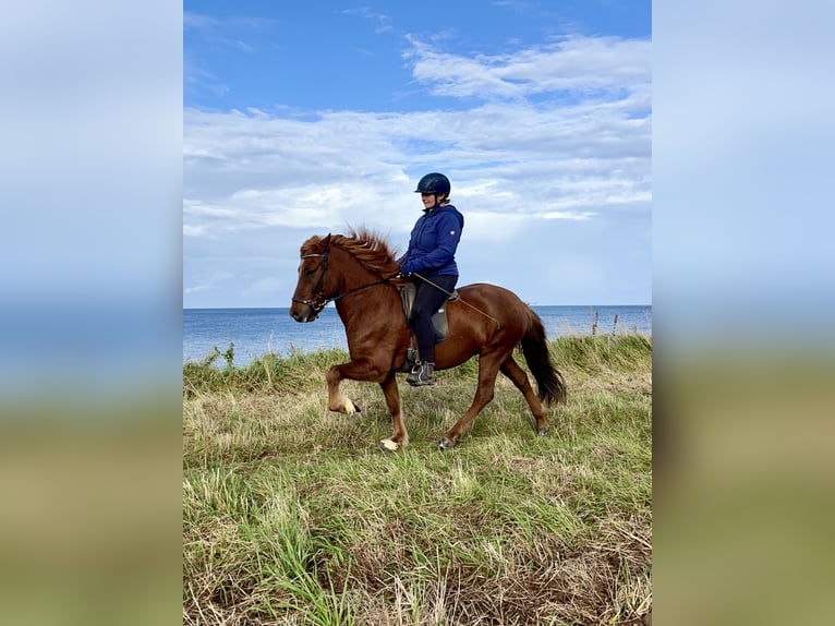 Pony Islandese Castrone 12 Anni 137 cm Sauro scuro in Hohenfelde