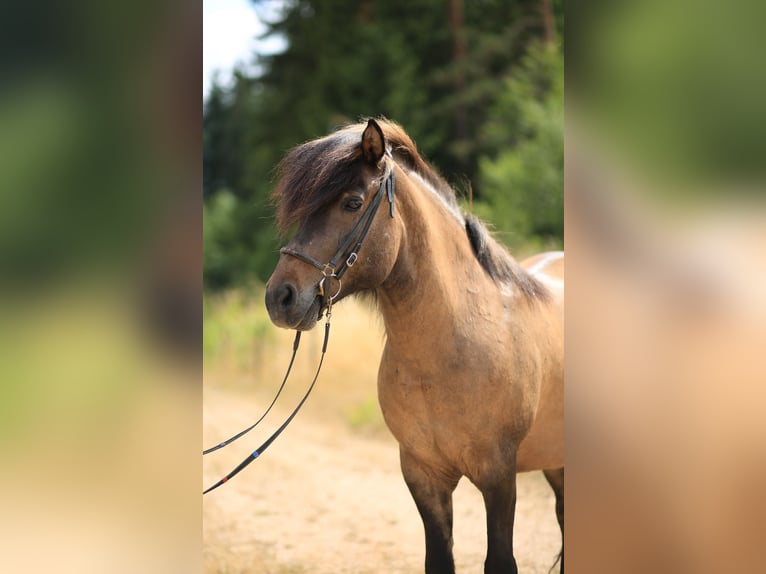 Pony Islandese Castrone 12 Anni 139 cm Falbo in Regenstauf