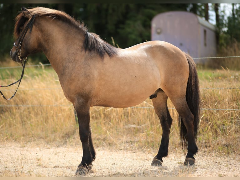 Pony Islandese Castrone 12 Anni 139 cm Falbo in Regenstauf