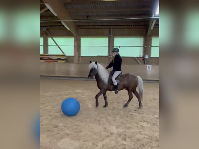 Pony Islandese Castrone 12 Anni 140 cm  in Holzgünz