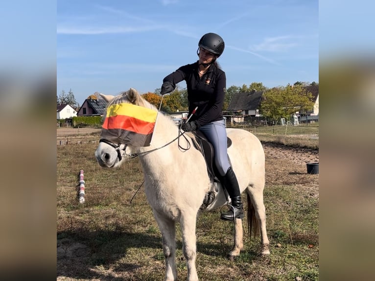 Pony Islandese Castrone 12 Anni 140 cm Grigio in Ruhlsdorf