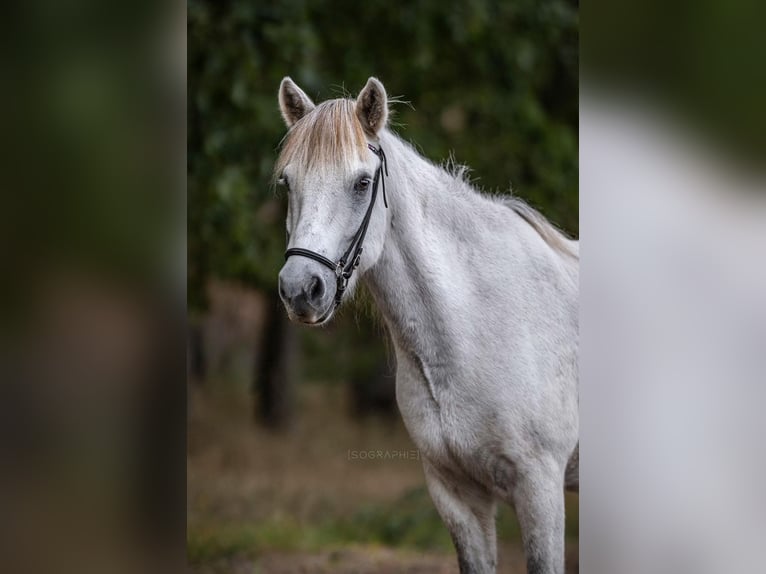 Pony Islandese Castrone 12 Anni 140 cm Grigio in Ruhlsdorf