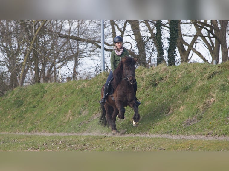 Pony Islandese Castrone 12 Anni 140 cm Morello in Aukrug