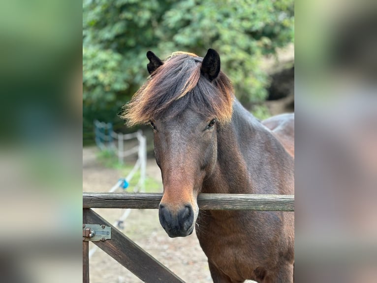 Pony Islandese Castrone 12 Anni 142 cm Baio in Klein Köhren