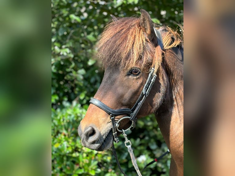 Pony Islandese Castrone 12 Anni 142 cm Baio in Klein Köhren