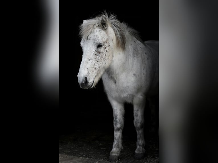 Pony Islandese Castrone 12 Anni 142 cm Grigio in Worb